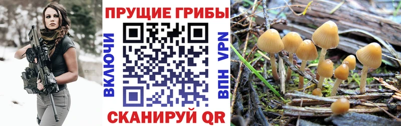 Галлюциногенные грибы MAGIC MUSHROOMS  гидра вход  Светлый  где купить  